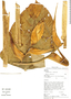 Heliconia orthotricha image