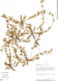 Oenothera multicaulis image