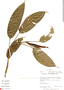 Philodendron guttiferum image