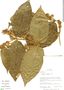 Aegiphila cordata image