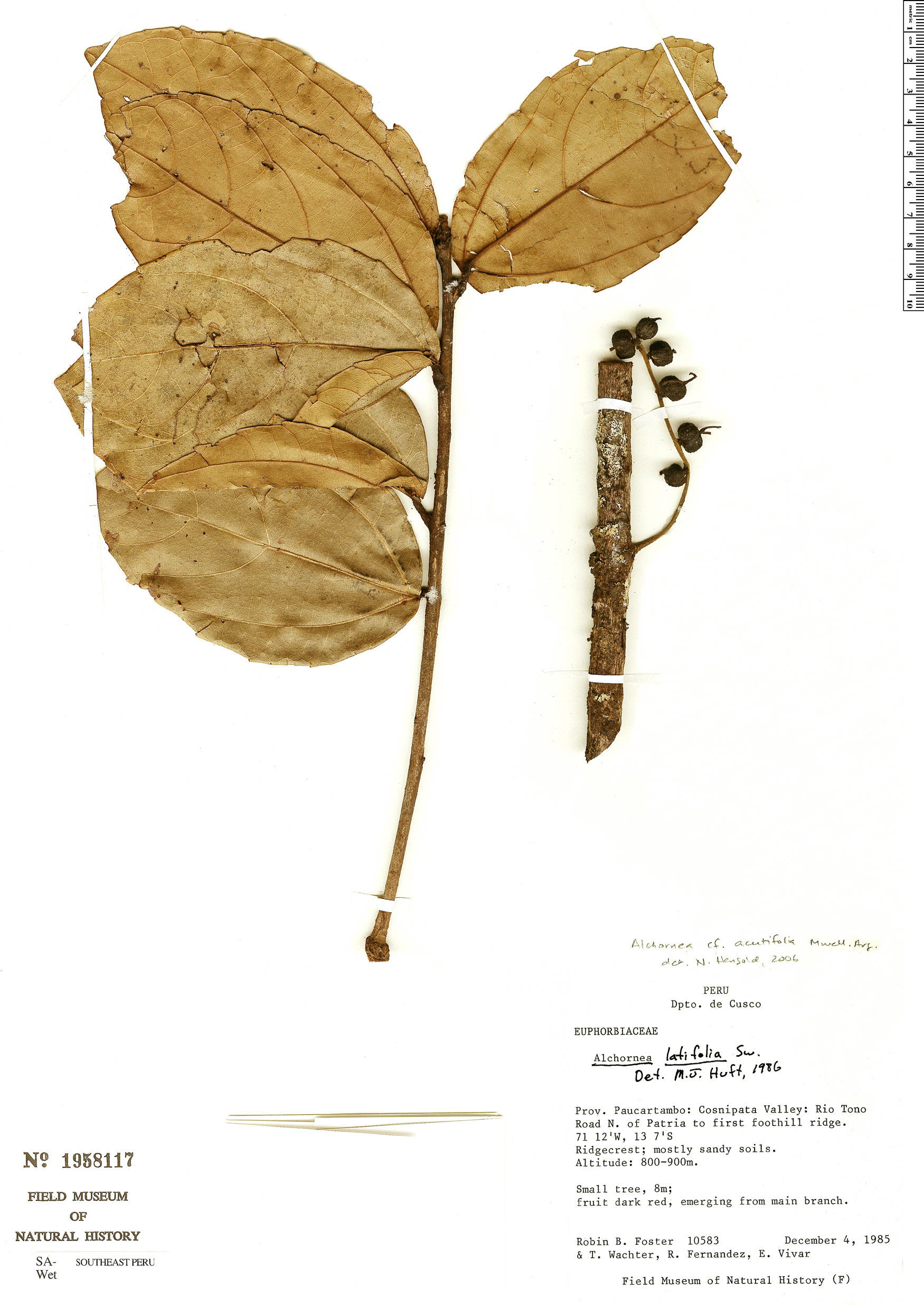 Alchornea acutifolia image
