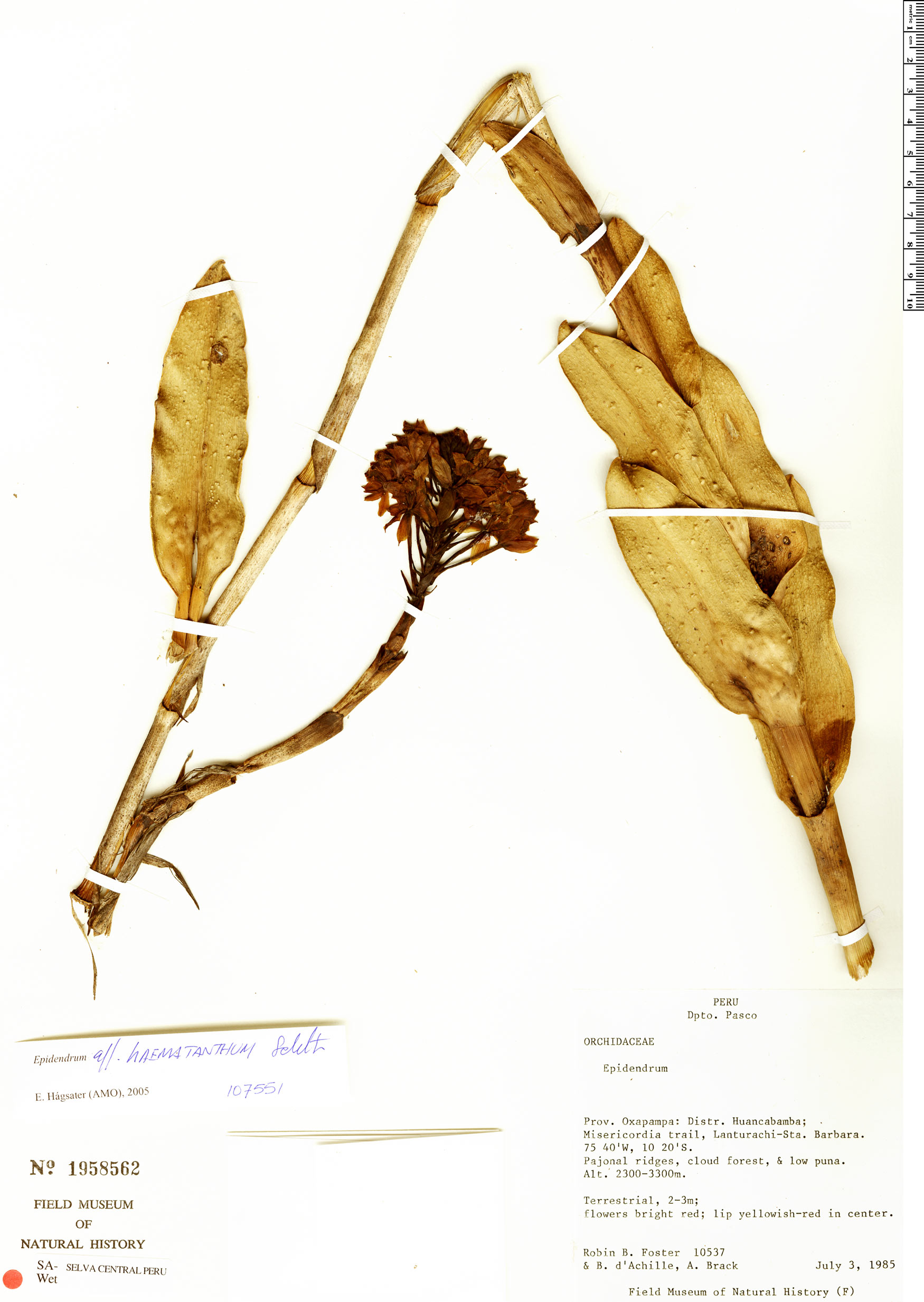 Epidendrum haematanthum image