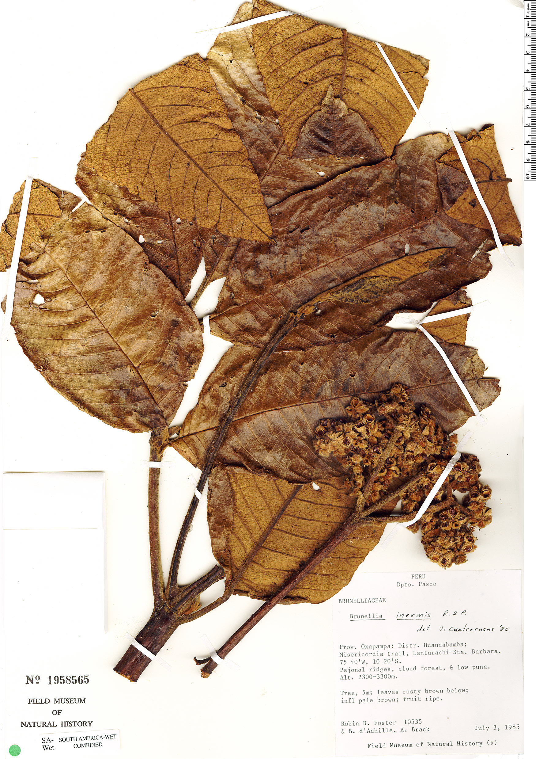 Brunellia inermis image