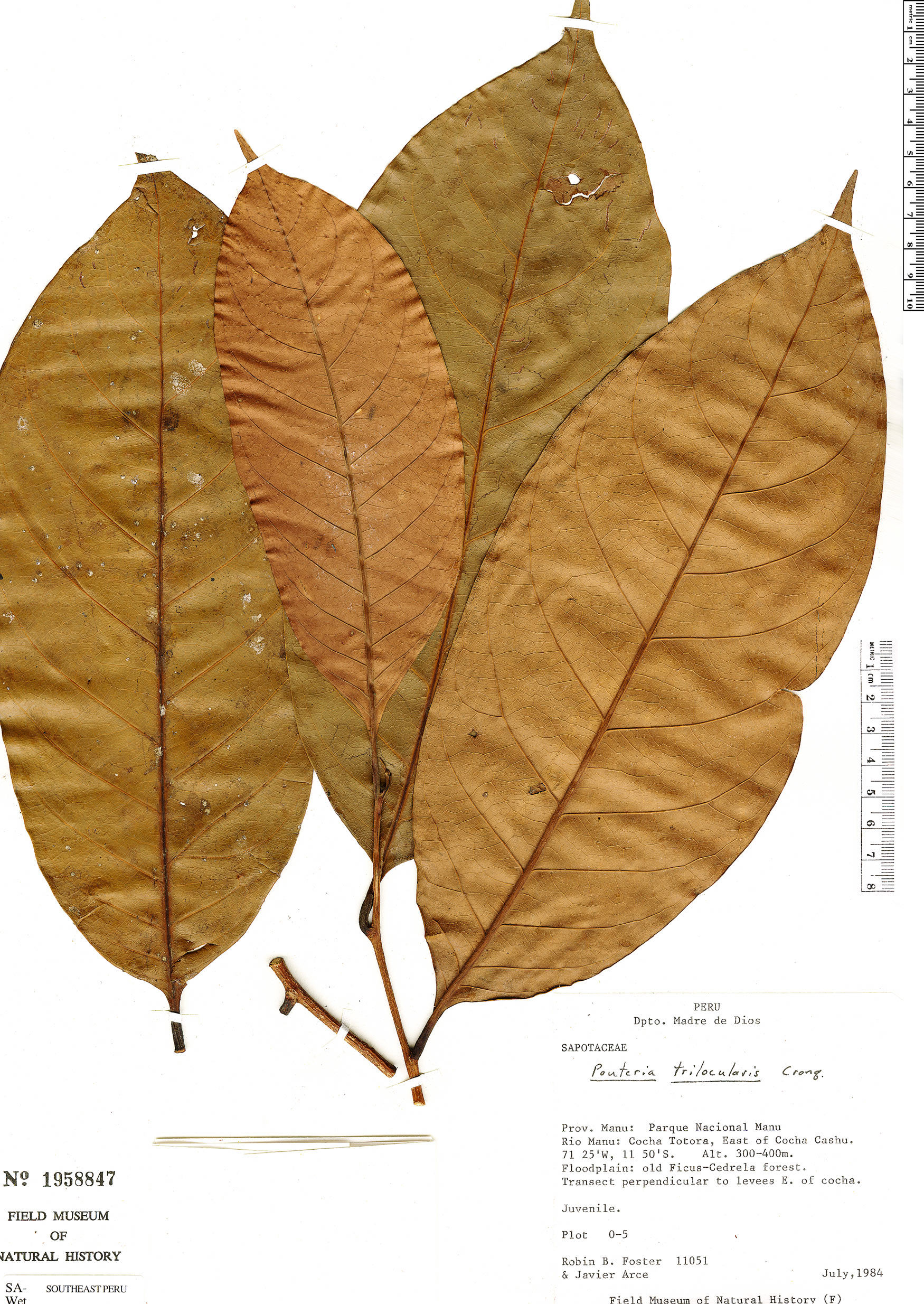 Pouteria trilocularis image
