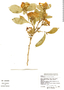 Brunfelsia boliviana image