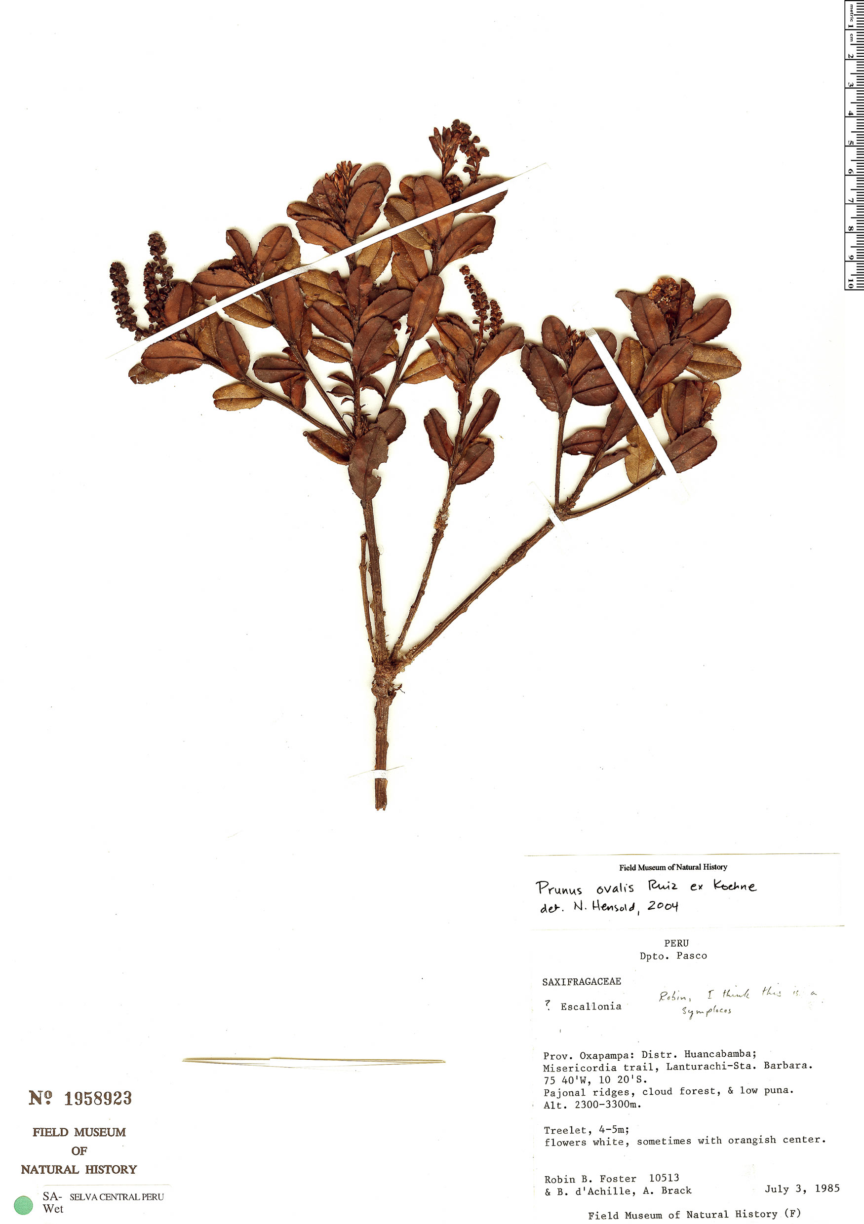 Prunus oblonga image