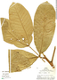Guarea trunciflora image