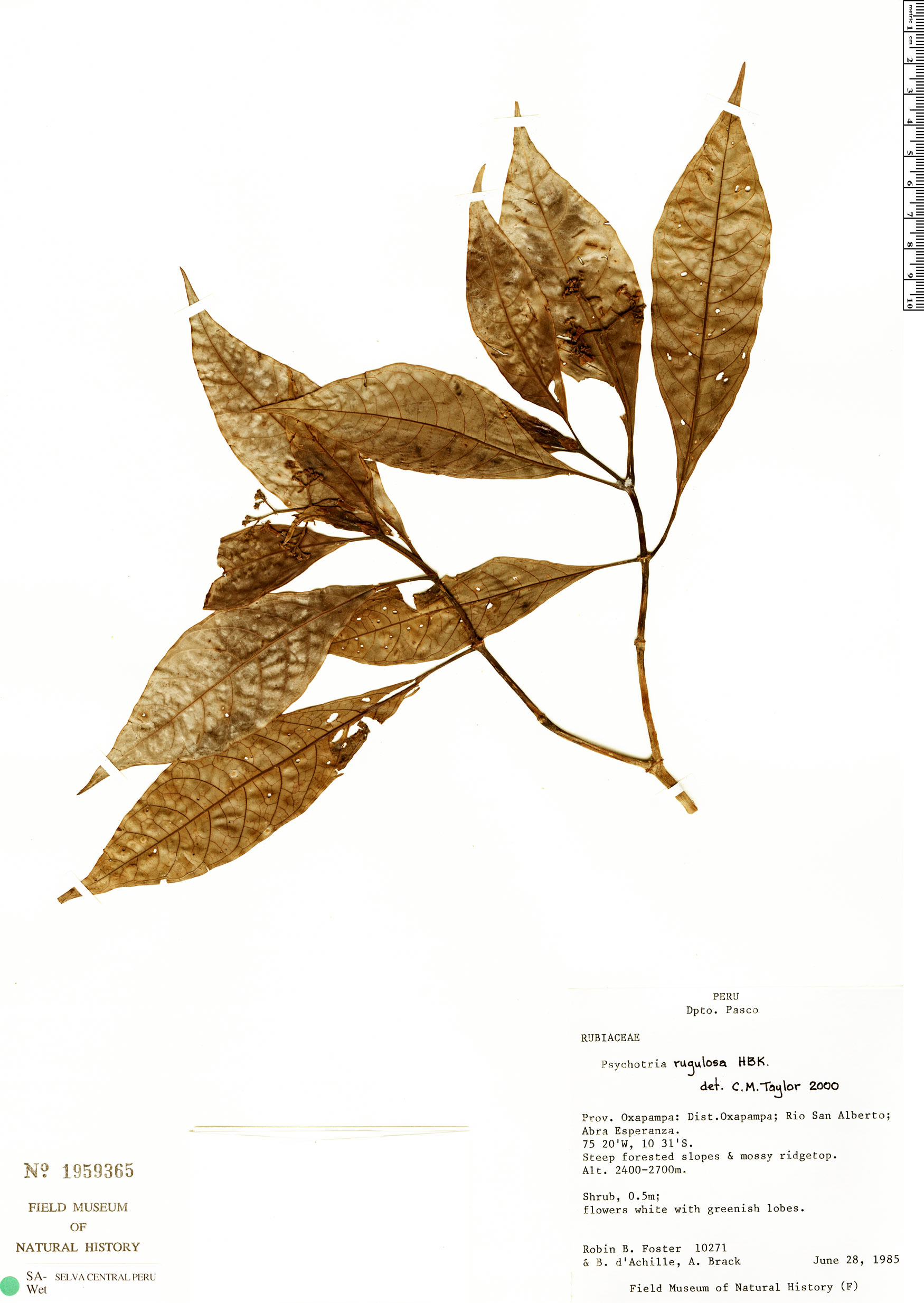 Psychotria davidsmithiana image