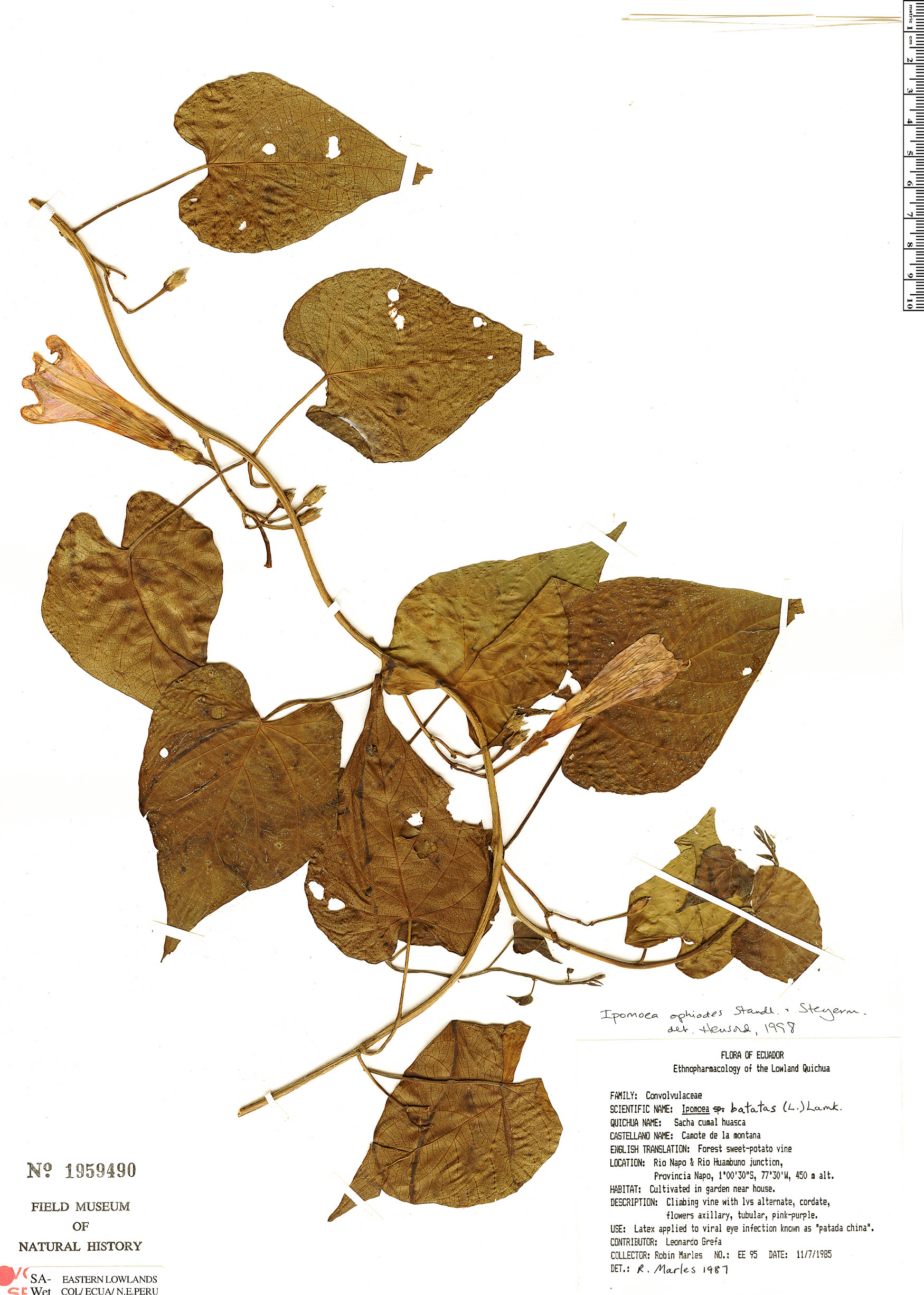 Ipomoea ophiodes image