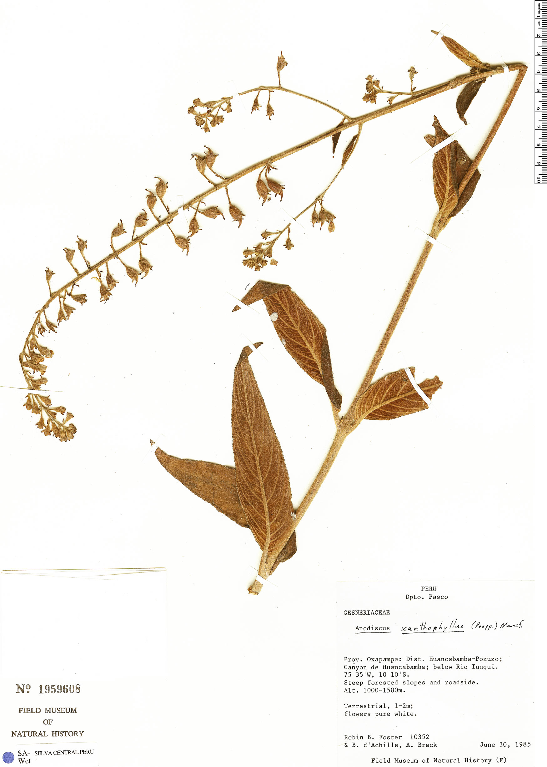 Gloxinia xanthophylla image