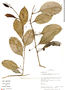 Plukenetia loretensis image