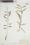 Microgramma heterophylla image
