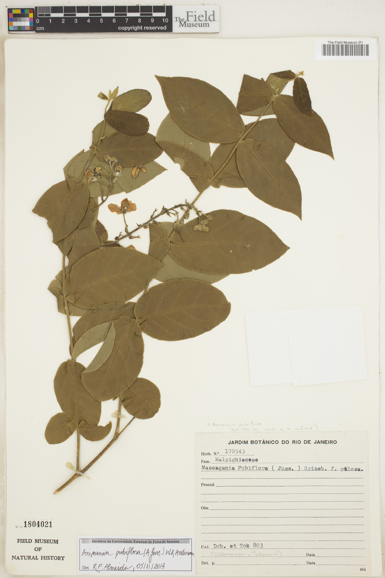 Amorimia pubiflora image