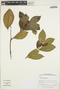 Psychotria trichocephala image