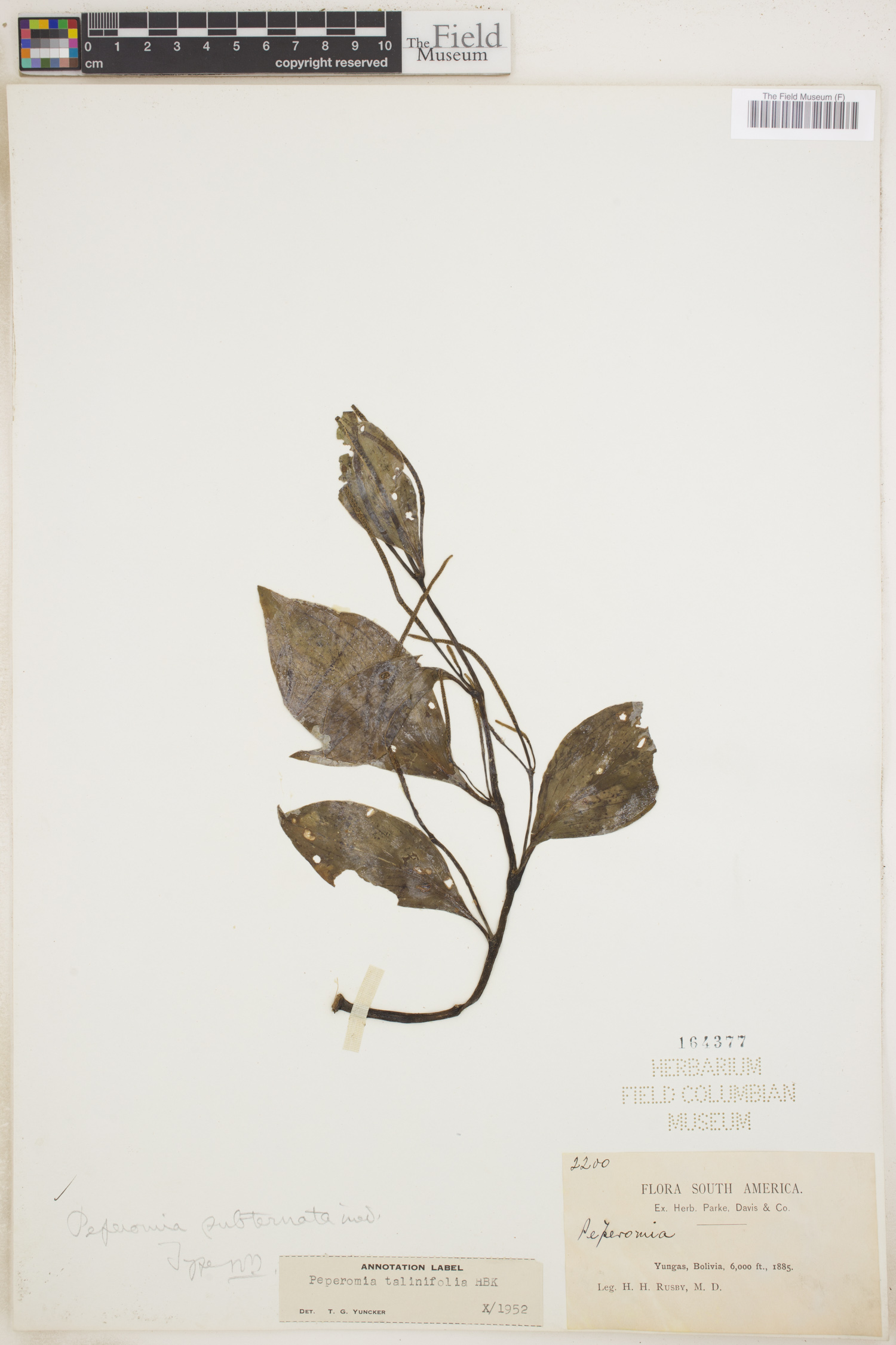 Peperomia talinifolia image