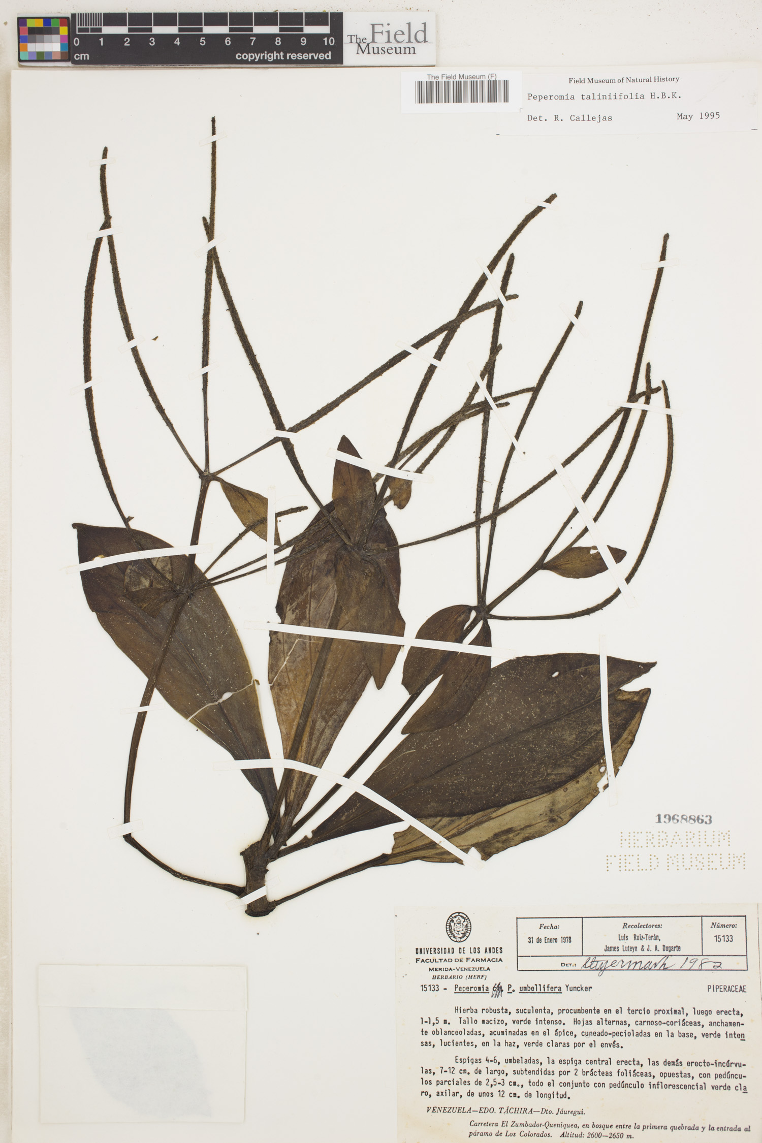 Peperomia talinifolia image