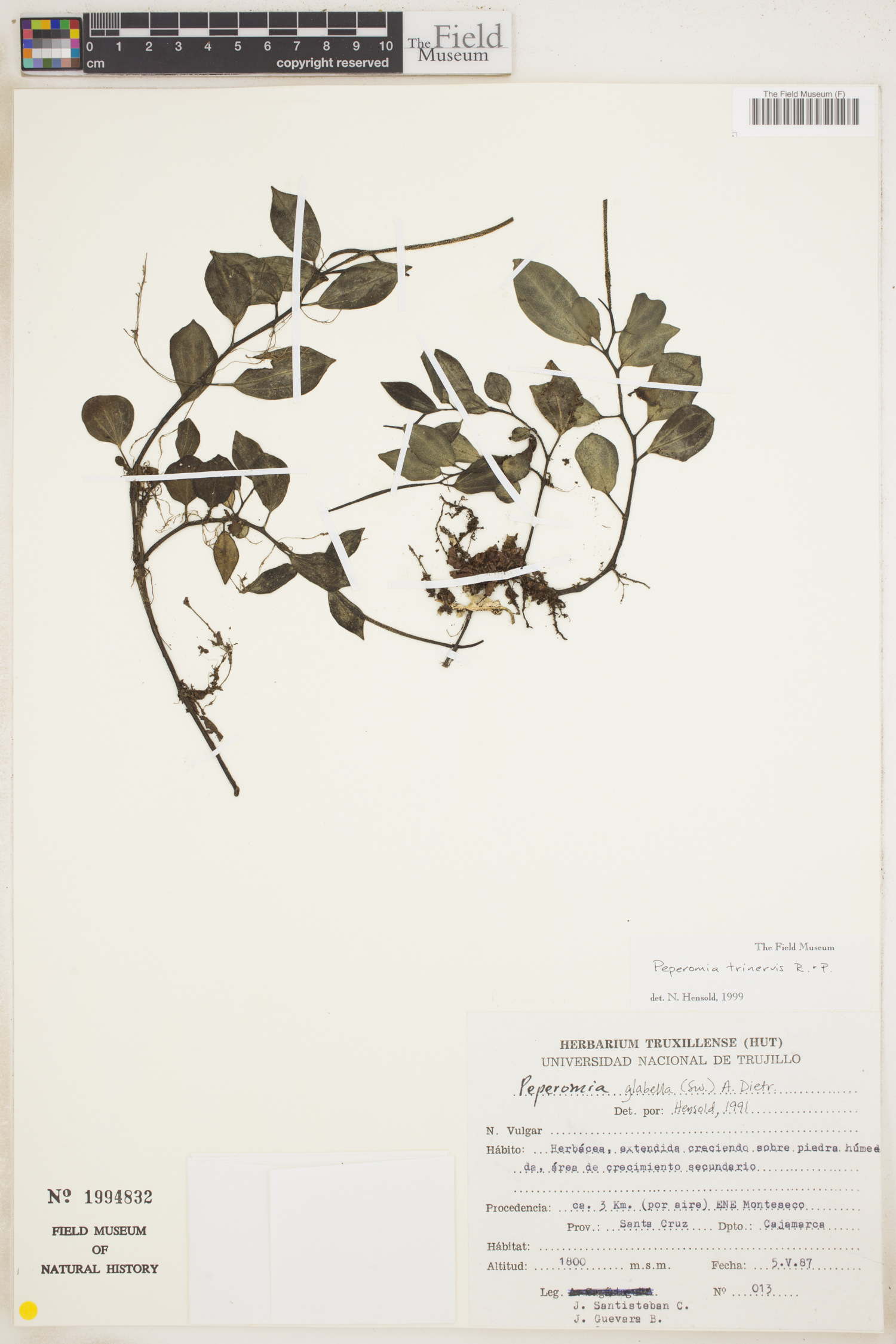 Peperomia trinervis image