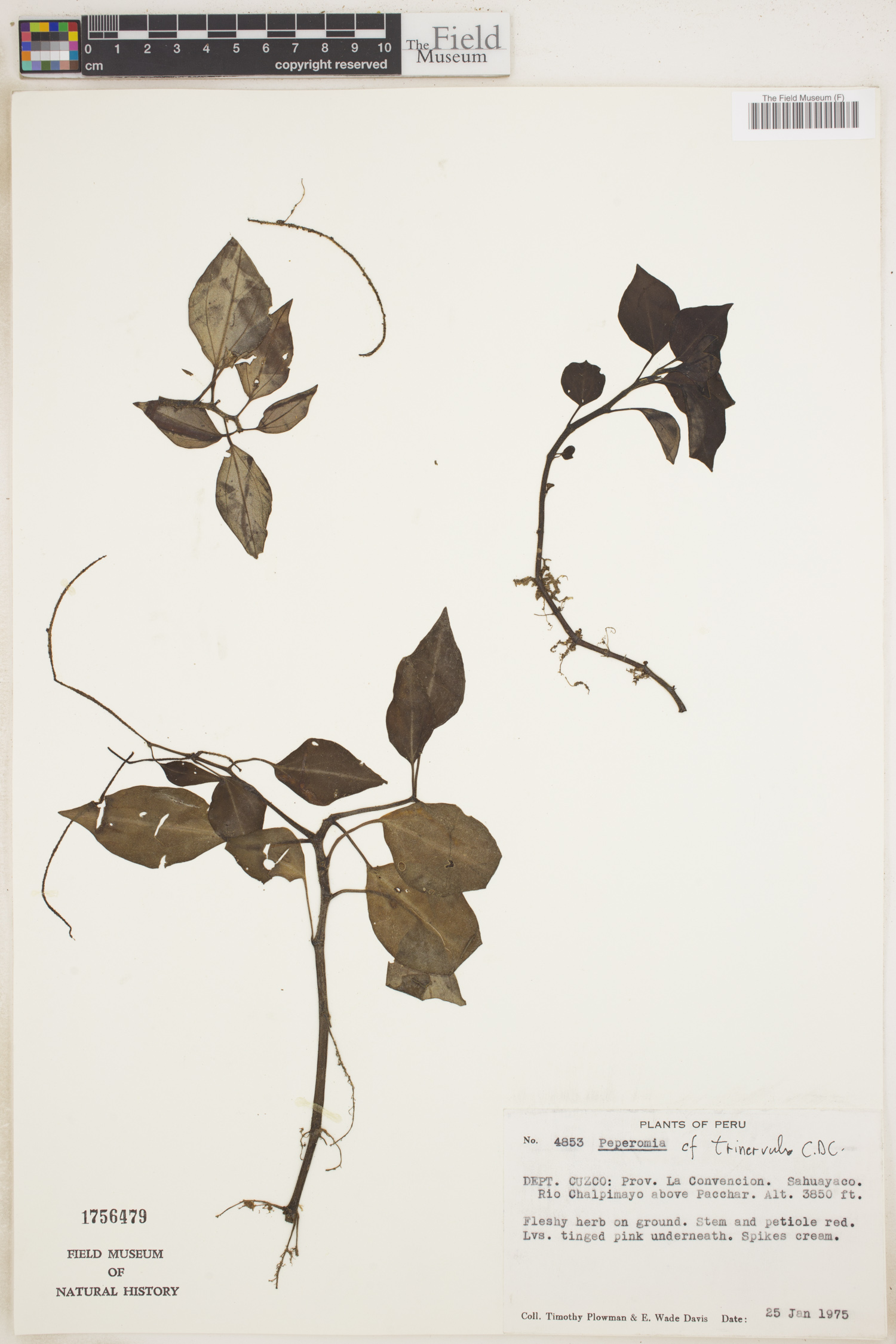 Peperomia trinervula image