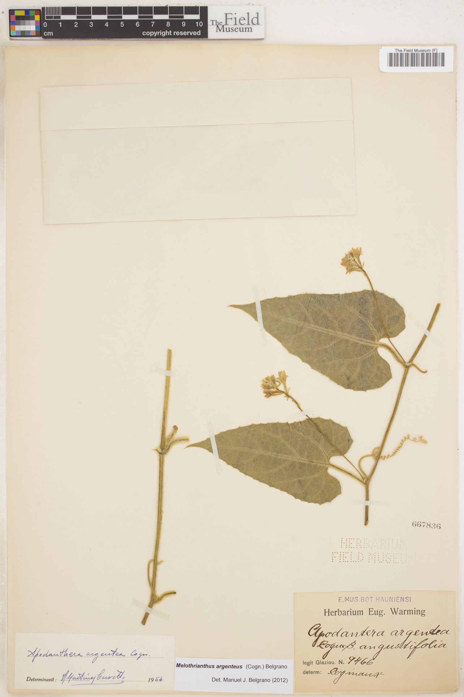 Apodanthera argentea image