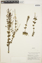 Peperomia trullifolia image