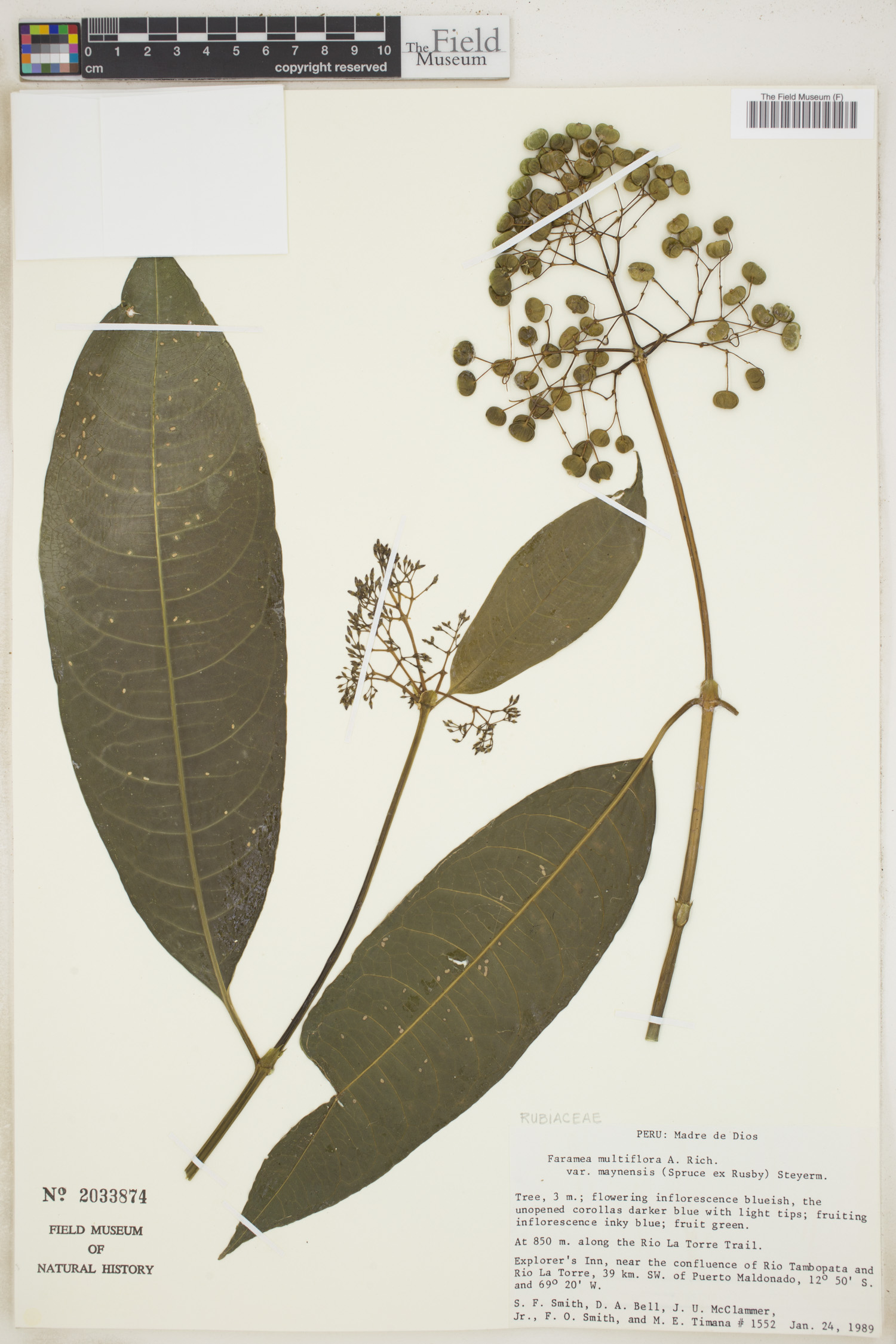 Faramea multiflora var. maynensis image