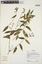 Faramea multiflora image