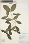 Faramea sessiliflora image