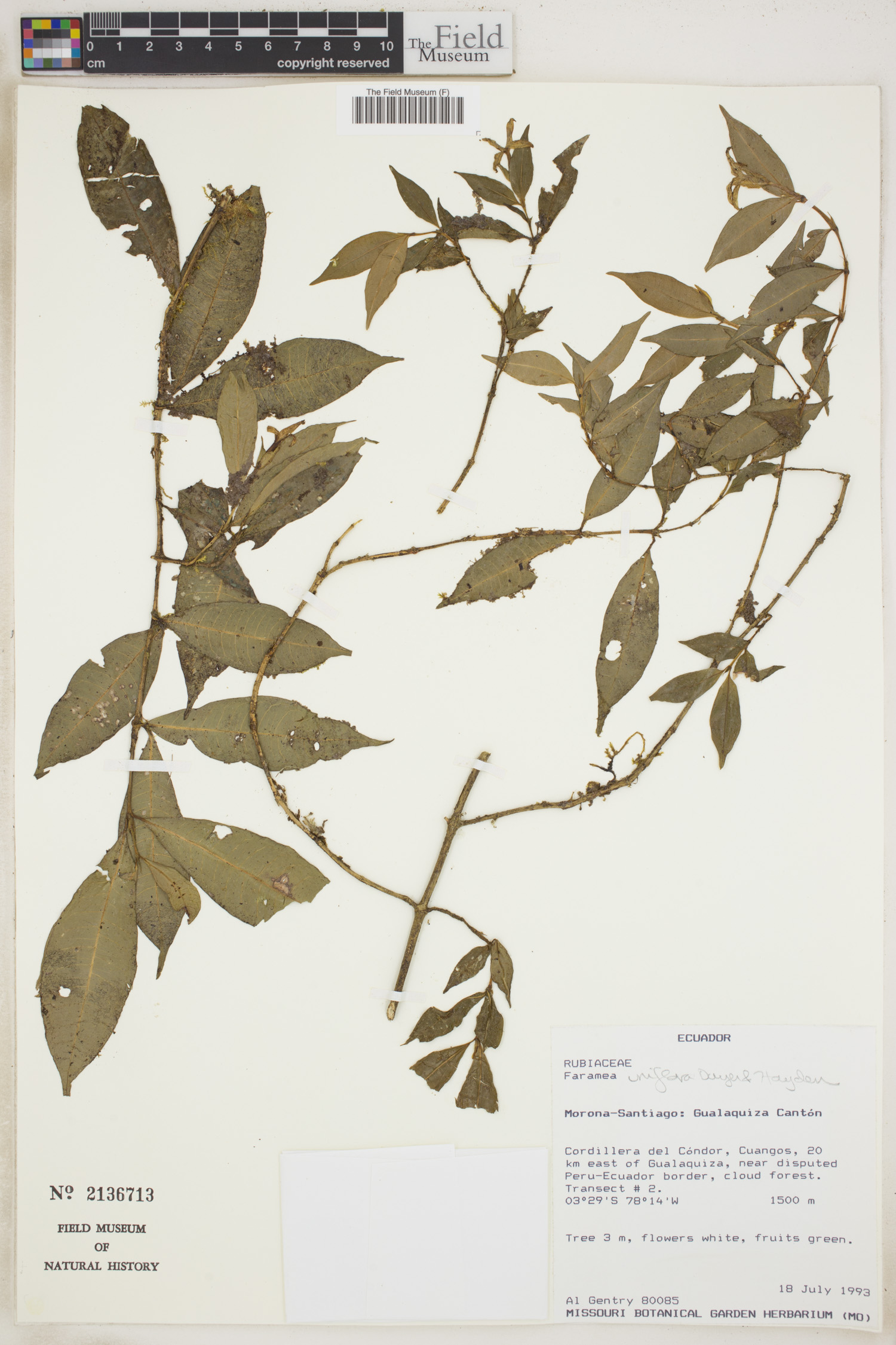 Faramea uniflora image