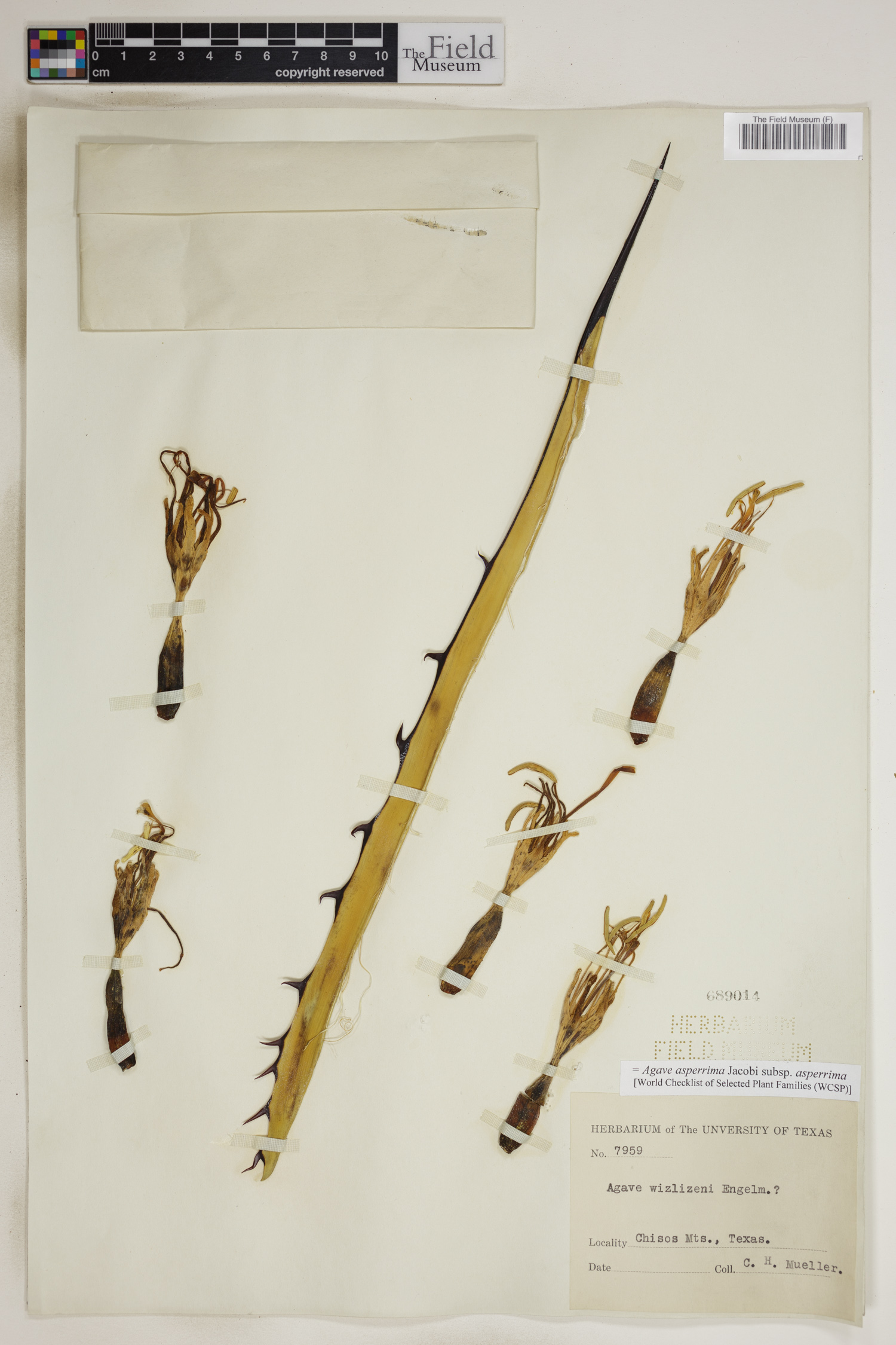 Agave asperrima
