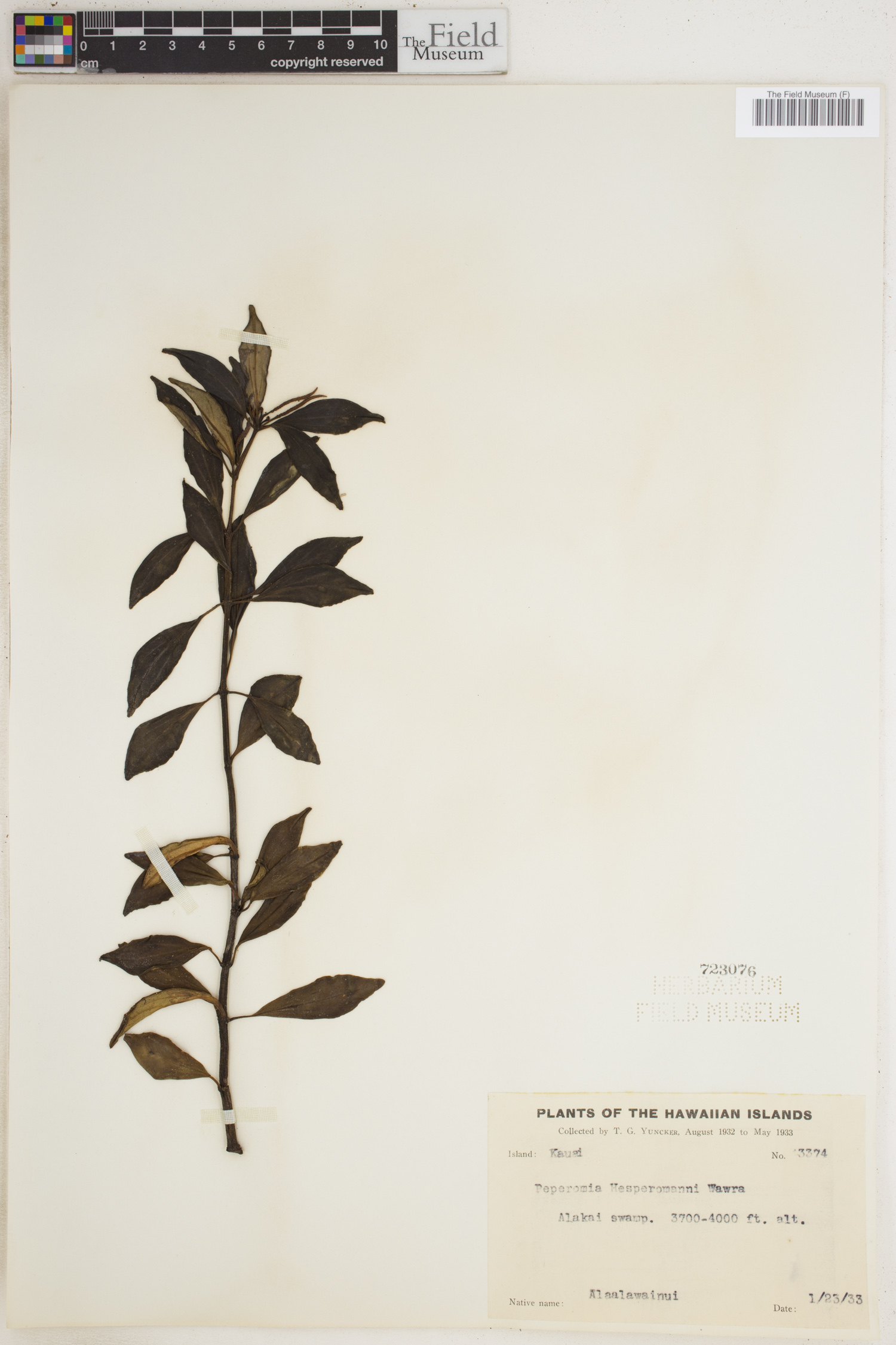 Peperomia hesperomannii image