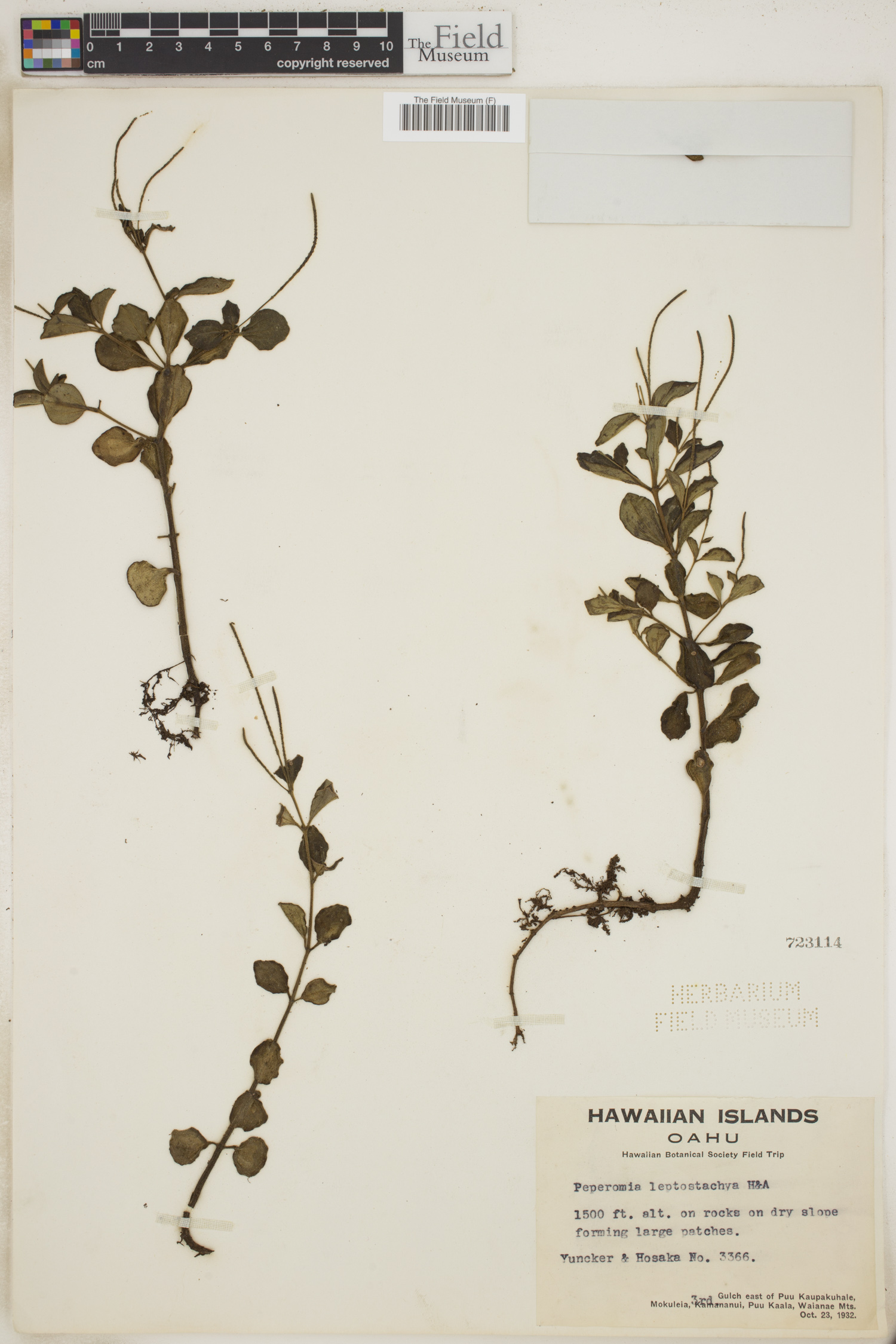 Peperomia leptostachya image