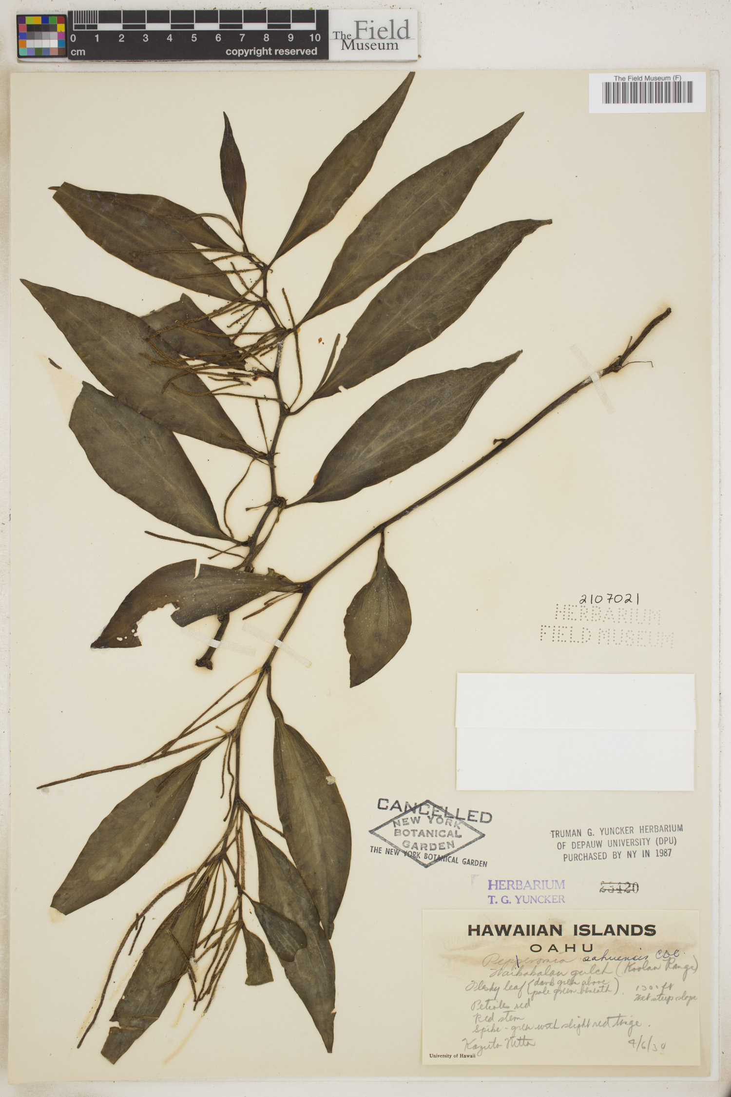 Peperomia oahuensis image