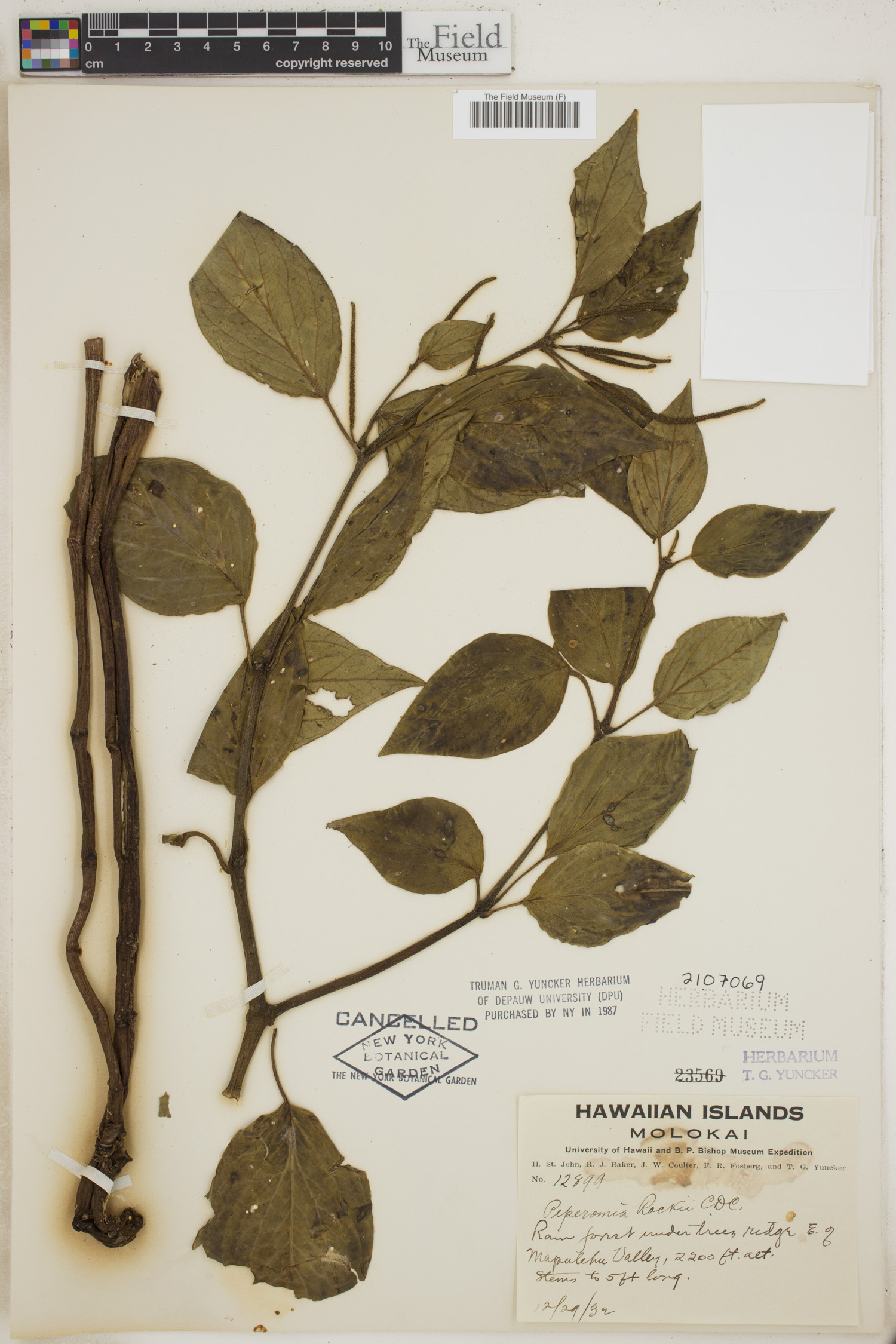 Peperomia rockii image