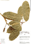 Schefflera acuminata image