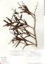 Epidendrum carnosiflorum image