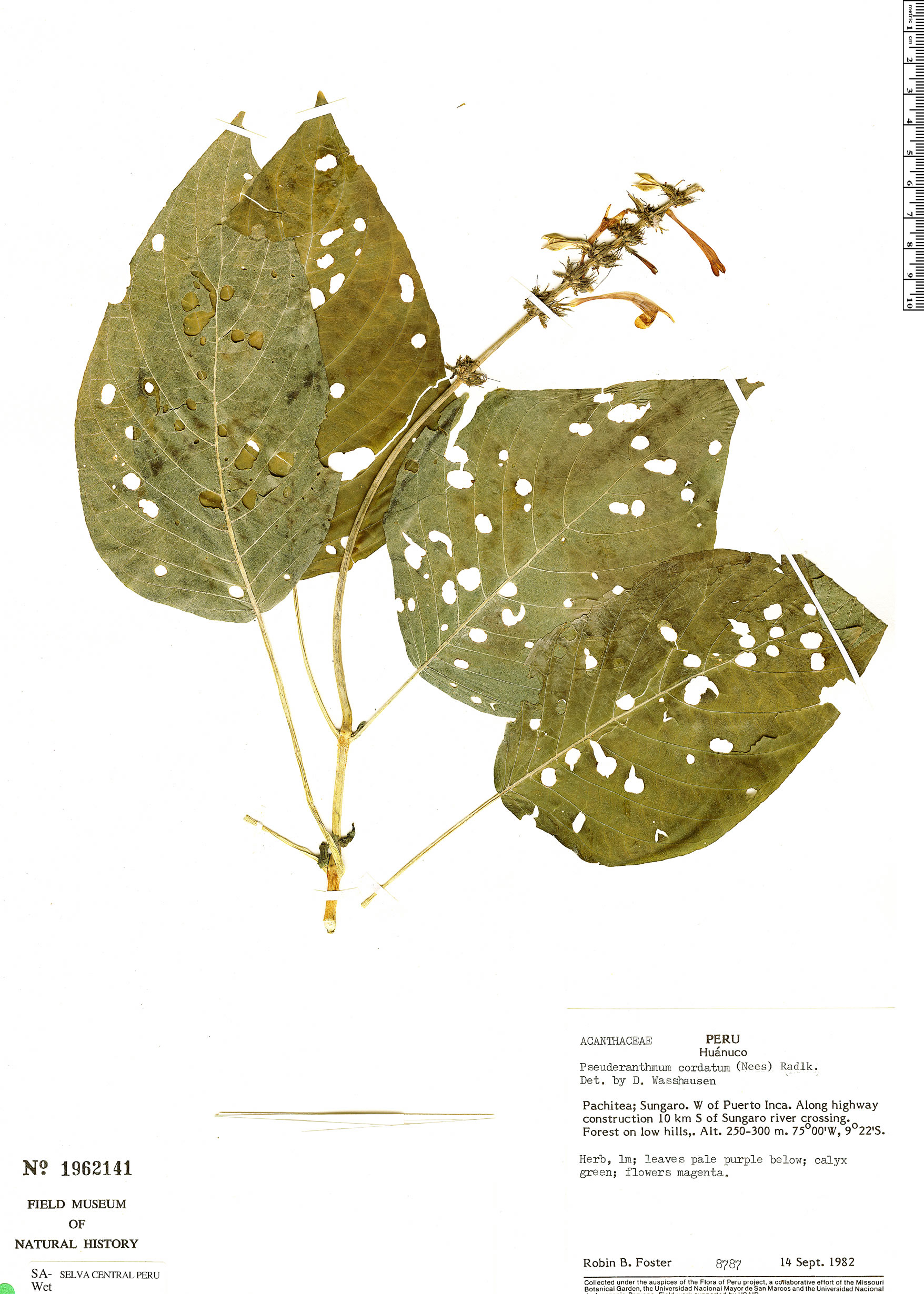 Streblacanthus cordatus image