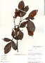 Weinmannia pentaphylla image