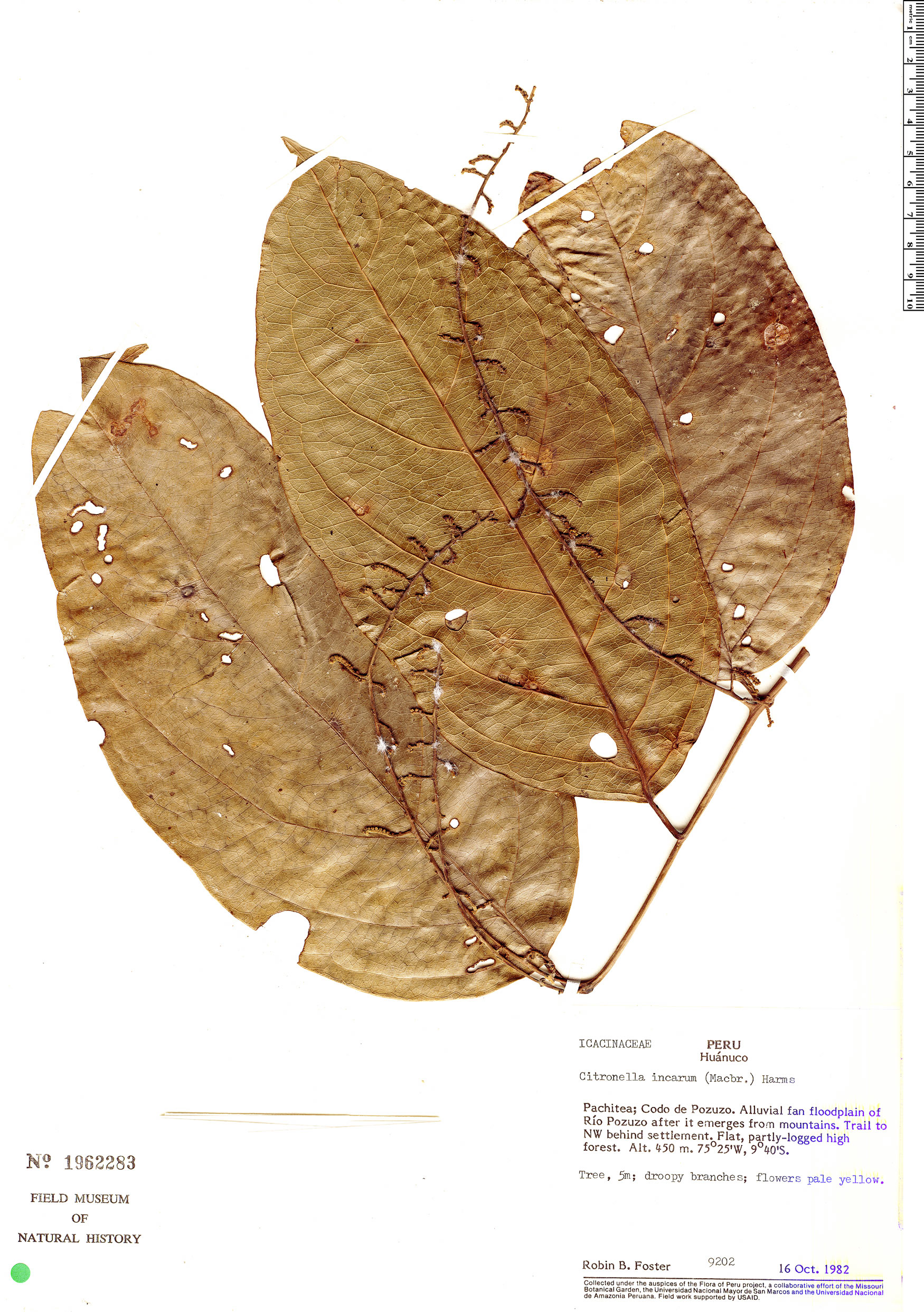 Cardiopteridaceae image