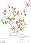 Heterosperma diversifolium image