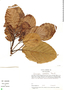 Coussapoa ovalifolia image
