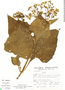 Smallanthus parviceps image