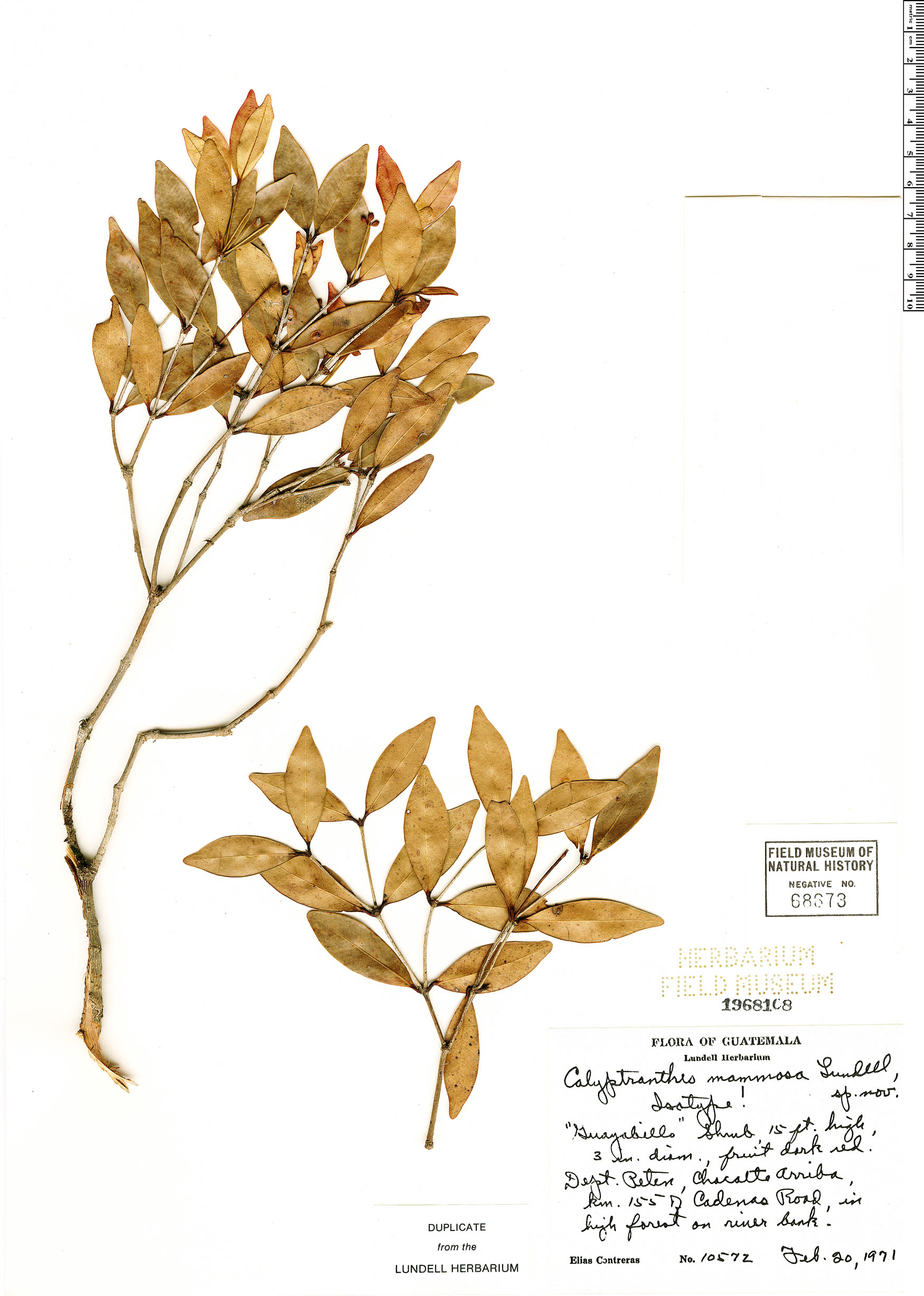 Calyptranthes mammosa image