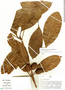 Duroia petiolaris image