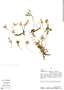 Alstroemeria pygmaea image