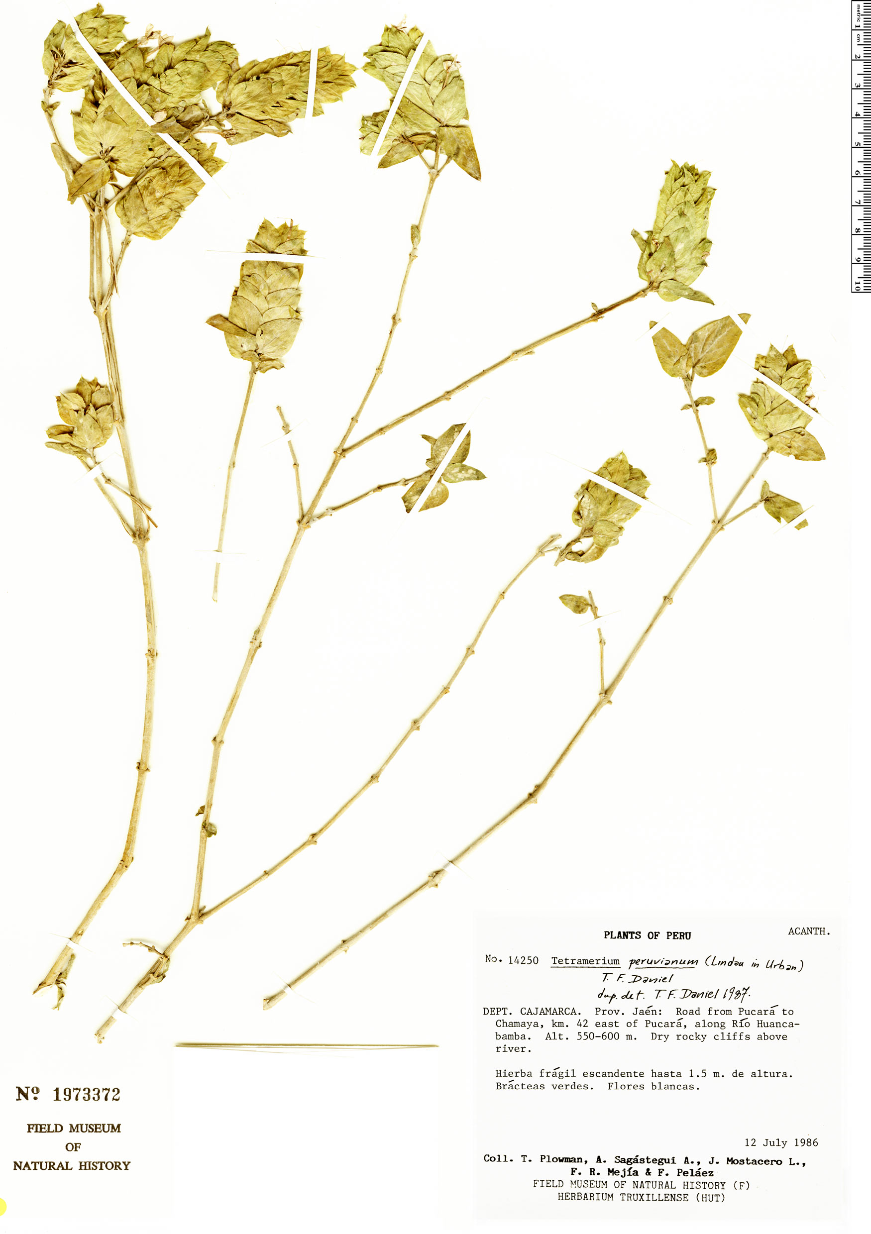 Tetramerium peruvianum image