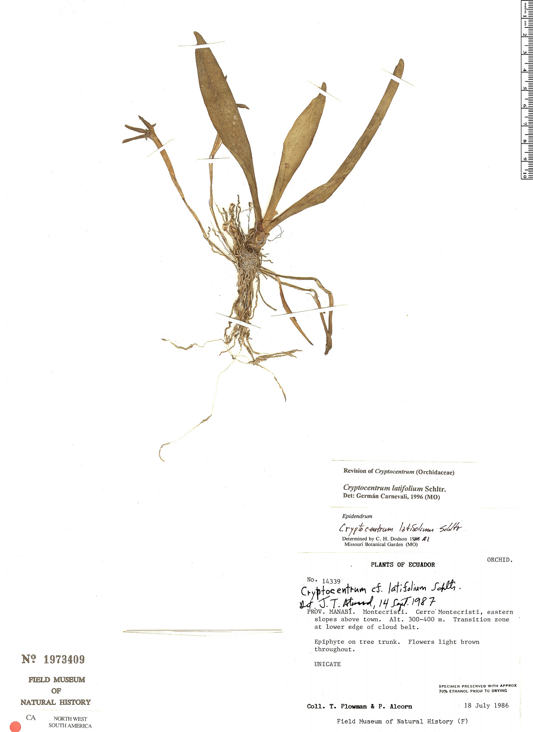 Cryptocentrum latifolium image