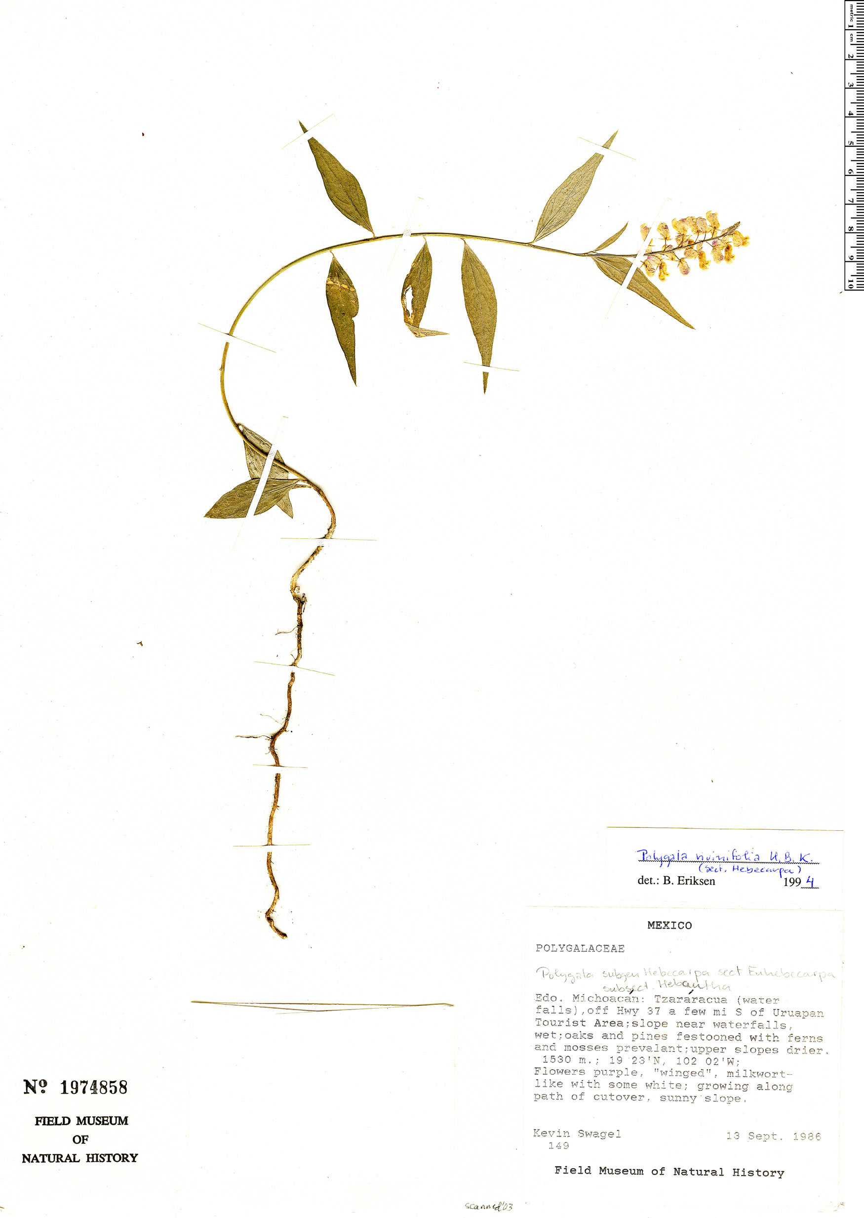 Polygala rivinifolia image