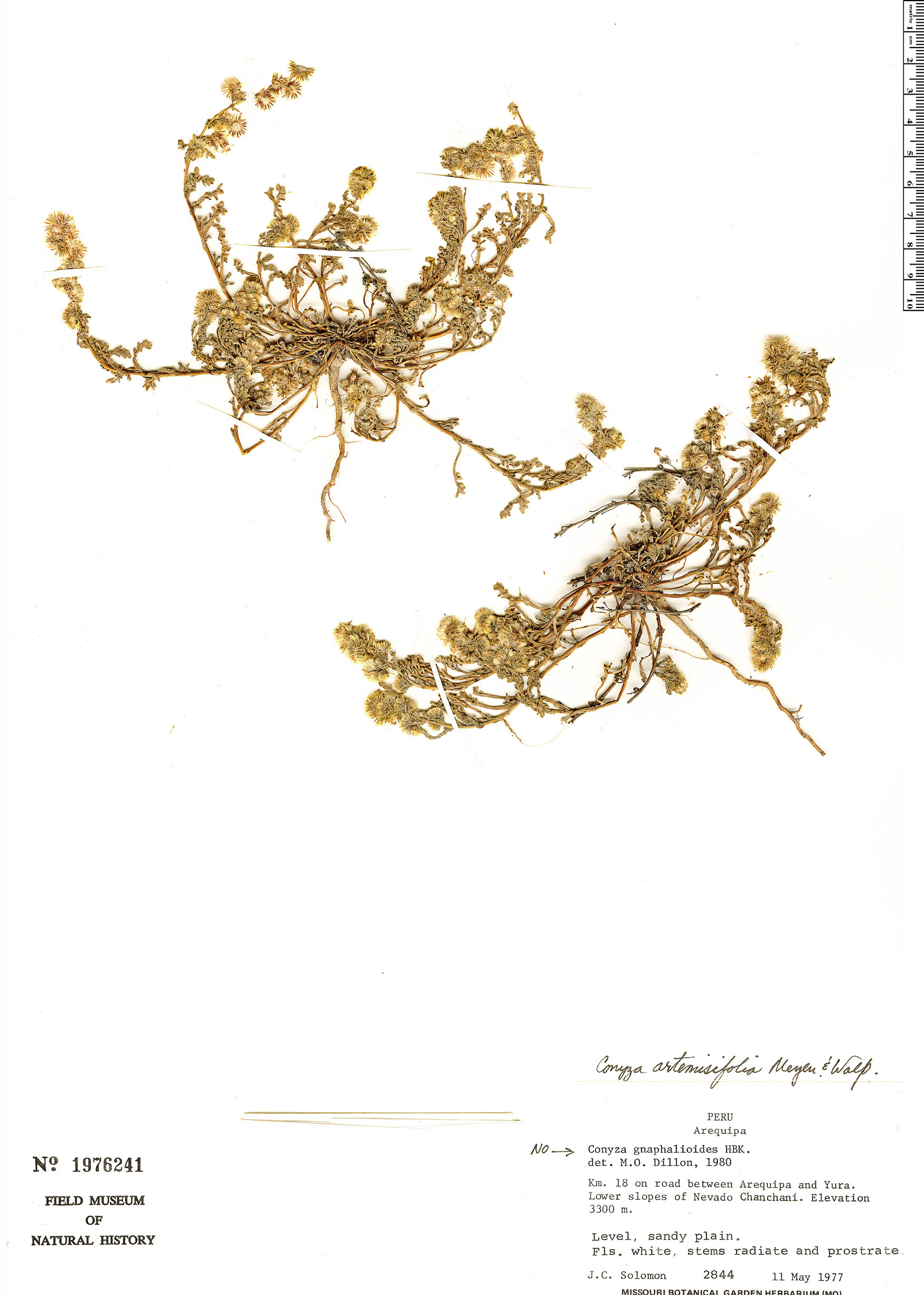 Conyza artemisioides image