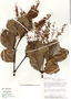 Weinmannia latifolia image