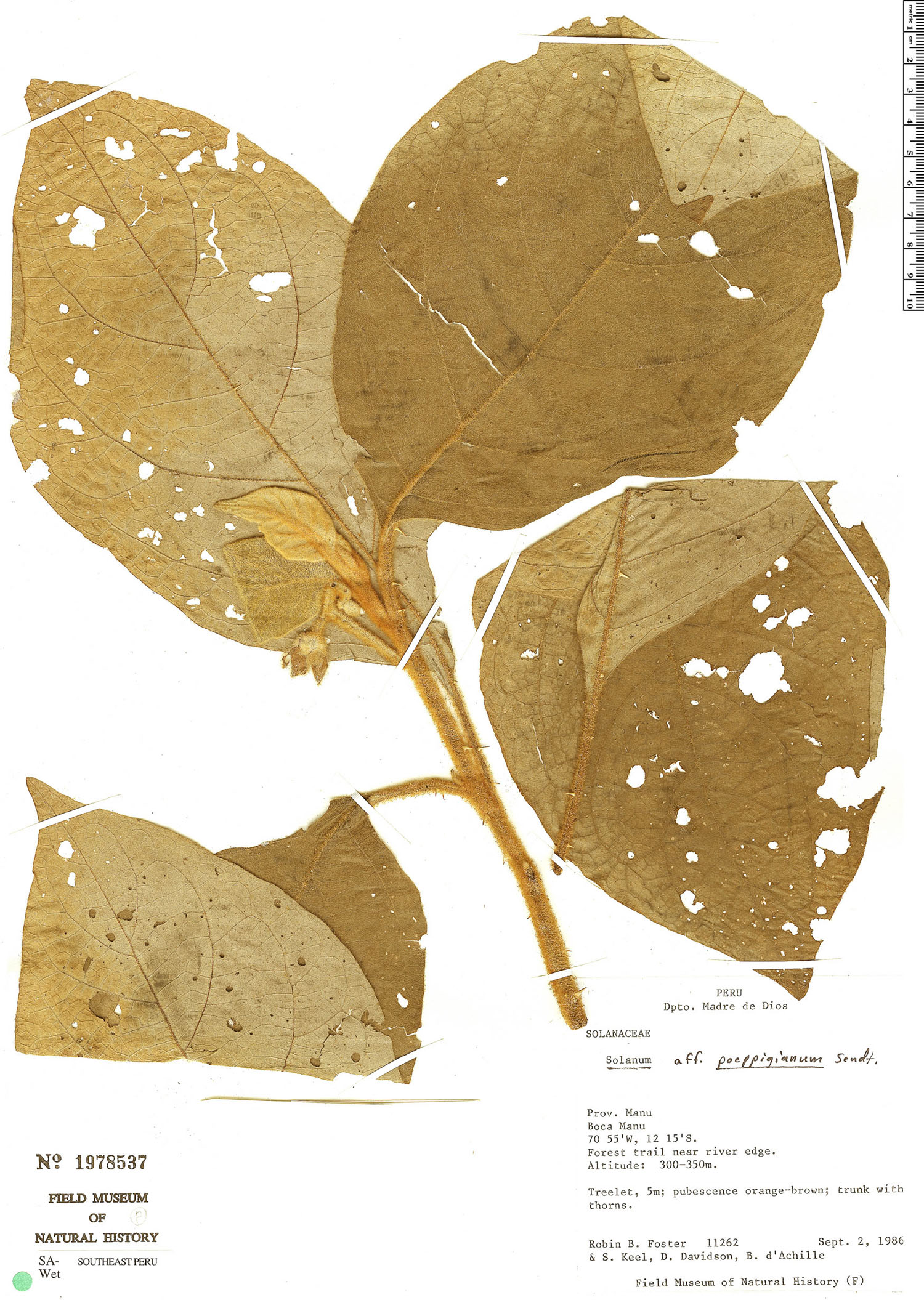 Solanum haematocladum image